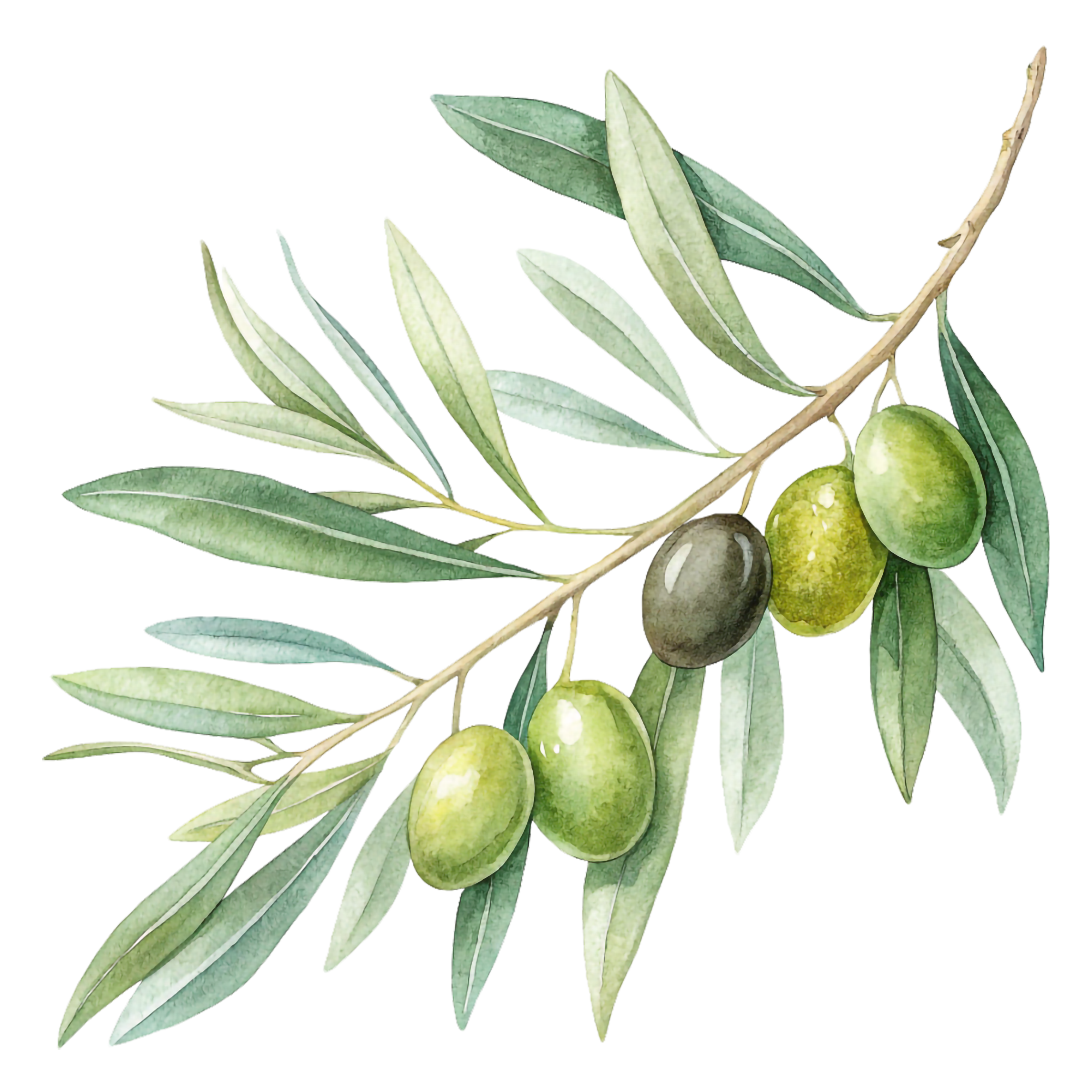 Stefanika olive oil